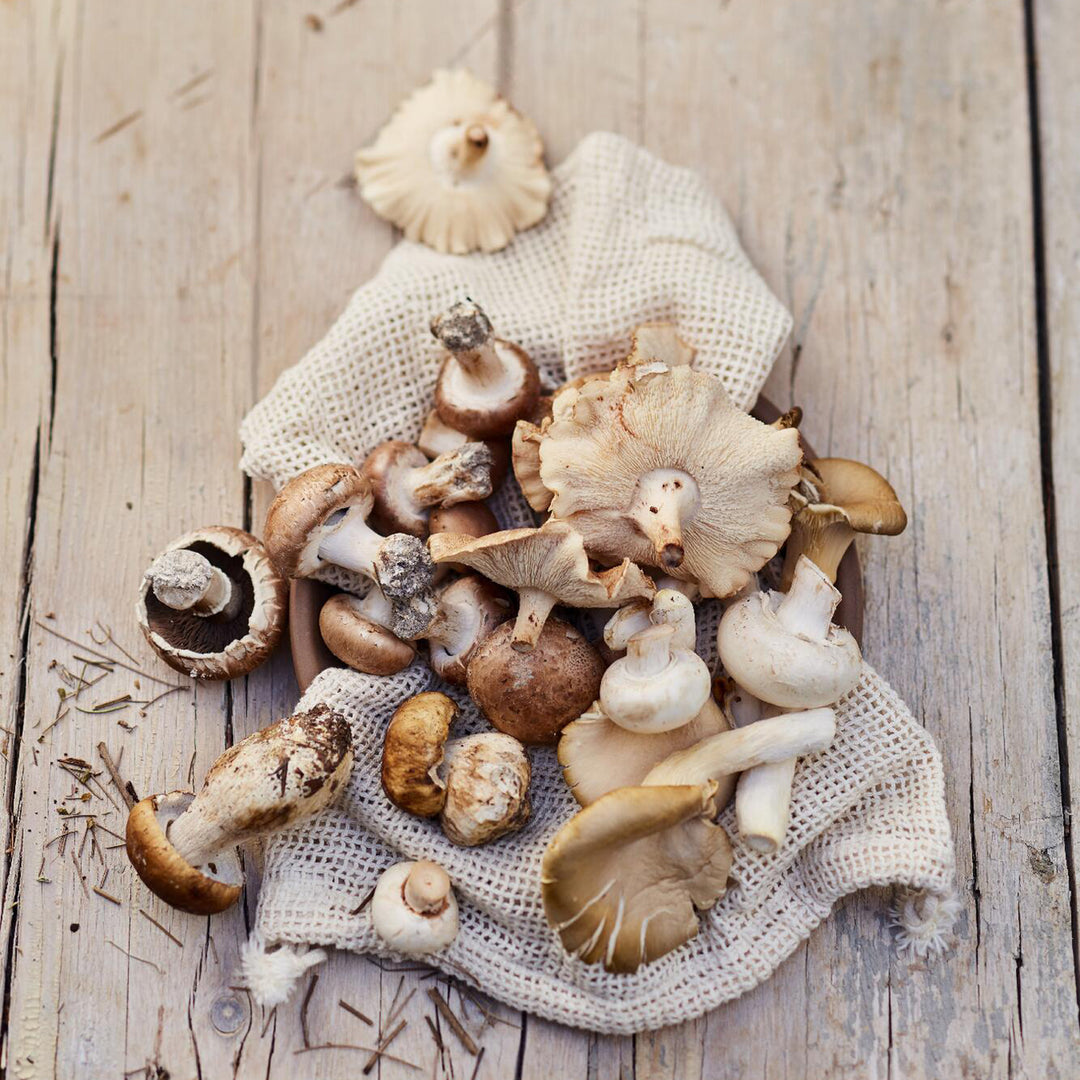 ６・兵庫県・Sora様、専用・ピノガール 6・兵庫県・Sora様、専用・ピノガール